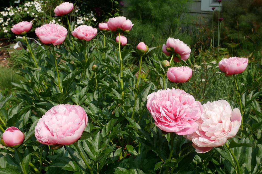 Photo of Garden Peony (Paeonia 'Etched Salmon') uploaded by Up2In2