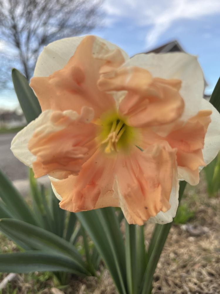 Photo of Split-Cupped Collar Daffodil (Narcissus 'Apricot Whirl') uploaded by Tennessee7