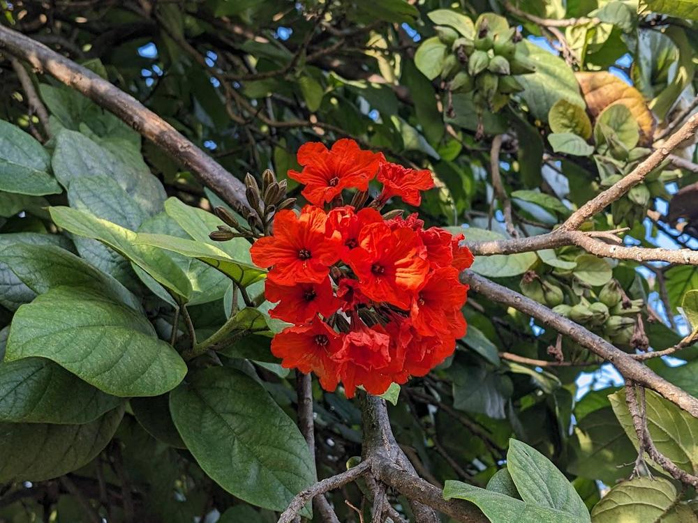 Photo of Orange Geiger Tree (Cordia sebestena) uploaded by dave
