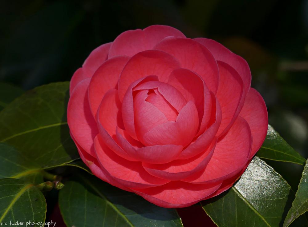 Photo of Common Camellia (Camellia japonica 'Jacks') uploaded by drirastucker