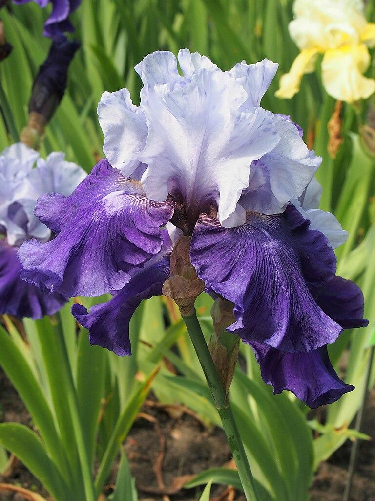 Photo of Tall Bearded Iris (Iris 'Best Bet') uploaded by robertduval14