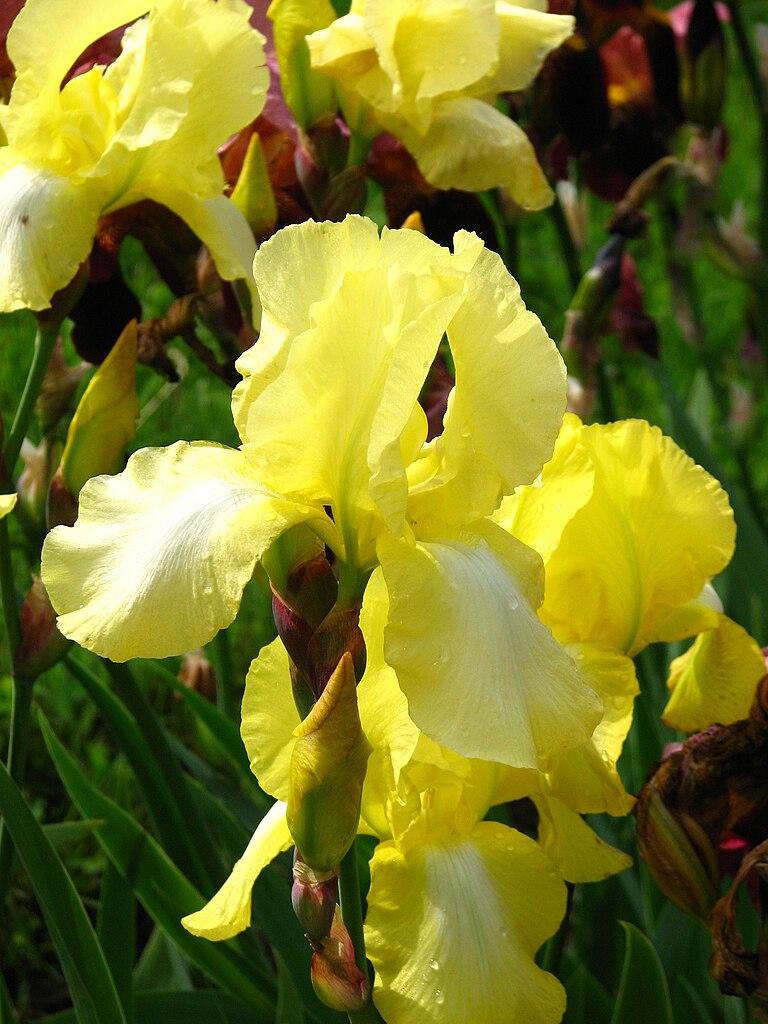 Photo of Tall Bearded Iris (Iris 'Buttercup Bower') uploaded by robertduval14