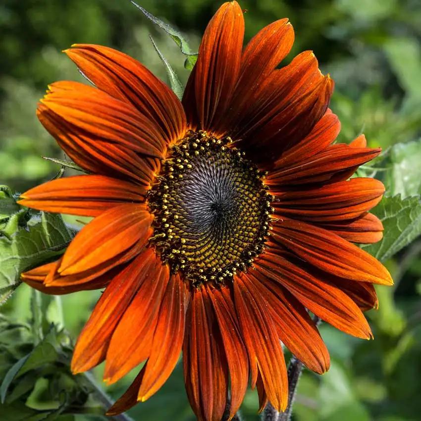 Photo of Sunflower (Helianthus annuus 'Red Sun') uploaded by Joy