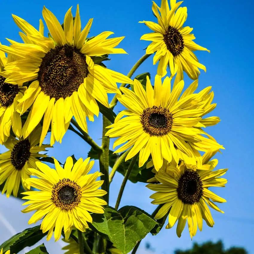 Photo of Sunflower (Helianthus annuus 'Lemon Queen') uploaded by Joy