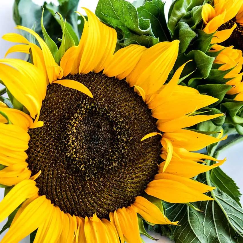 Photo of Sunflower (Helianthus annuus 'Dwarf Sunspot') uploaded by Joy