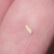 Seed size reference against  finger tip