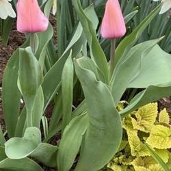 Location: home garden VA
Date: 2024-03-22
Tulips pink impression just opening