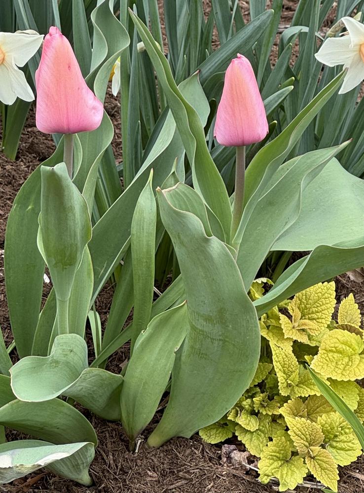 Photo of Darwin Hybrid Tulip (Tulipa 'Pink Impression') uploaded by floota