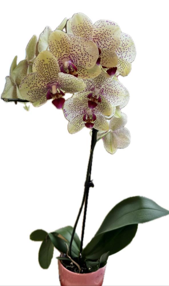 Photo of Orchid (Phalaenopsis Sogo David) uploaded by rebeccahump