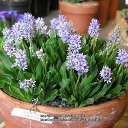 Location: Hexham Alpine Garden Society Show, Northumberland, England UK 
Date: Spring
Hyacinthoides lingulata