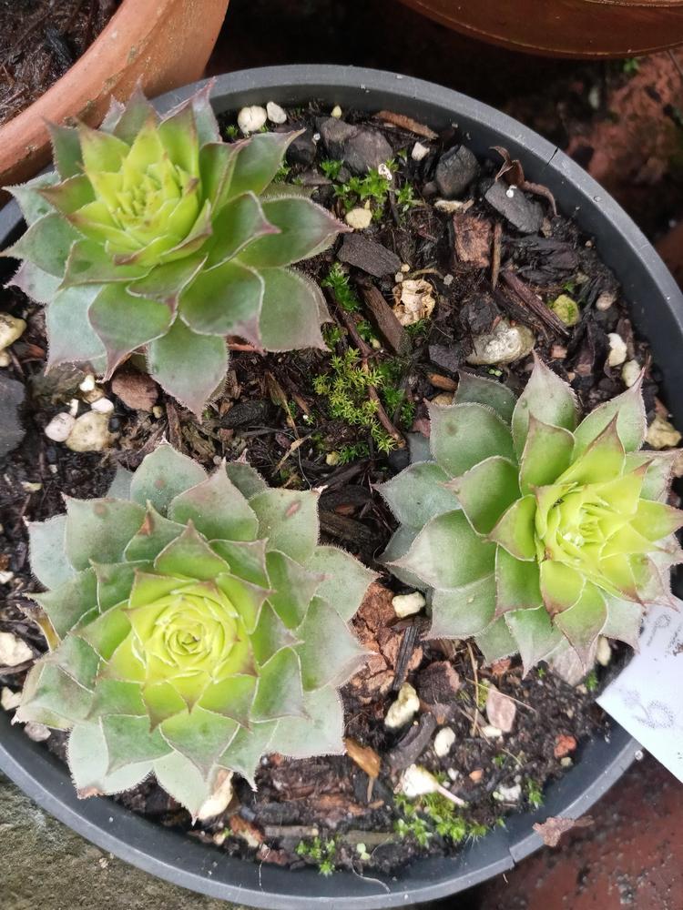 Photo of Hen and Chicks (Sempervivum 'Gold Rush') uploaded by GentianGrower