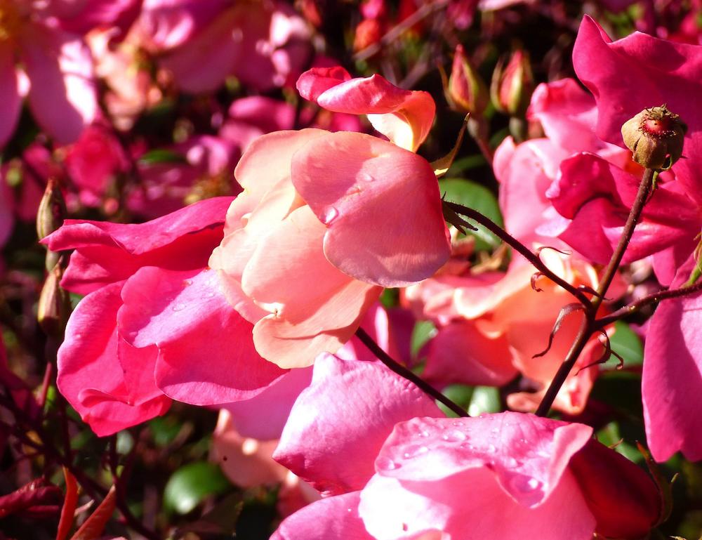 Photo of Rose (Rosa 'Mutabilis') uploaded by KGFerg