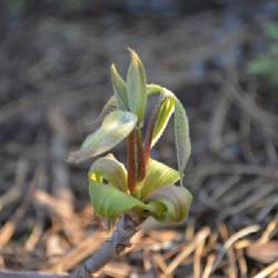 Location: an Oklahoma City garden
Date: 2024-03-22
Early spring growth on Bottlebrush Buckeye