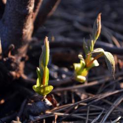 Location: an Oklahoma City garden
Date: 2024-03-22
Early spring growth on Bottlebrush Buckeye