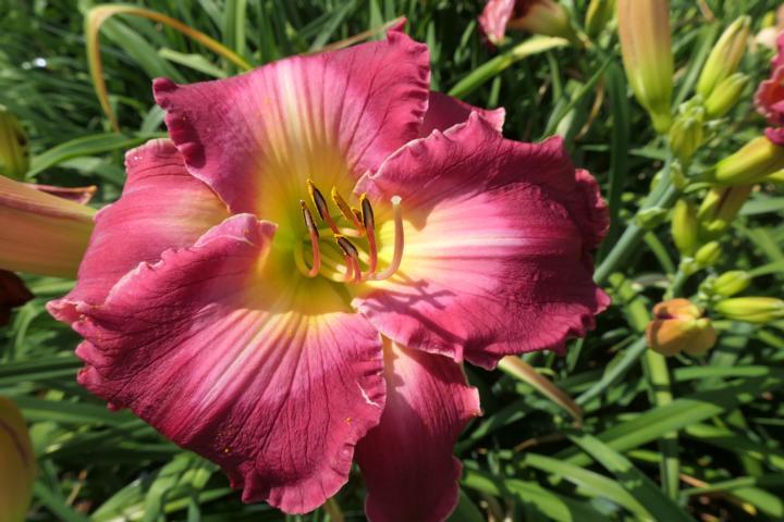 Photo of Daylily (Hemerocallis 'Rosy Complexion') uploaded by Caruso