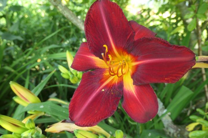 Photo of Daylily (Hemerocallis 'Red Volunteer') uploaded by Caruso