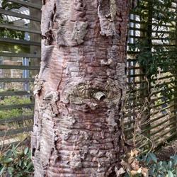 Location: Raulston Arboretum  NC State Univ  Raleigh, NC
Date: 2024-02-29
The trunk of a hybrid araucaria (A. aracauna x A. angustifolia)