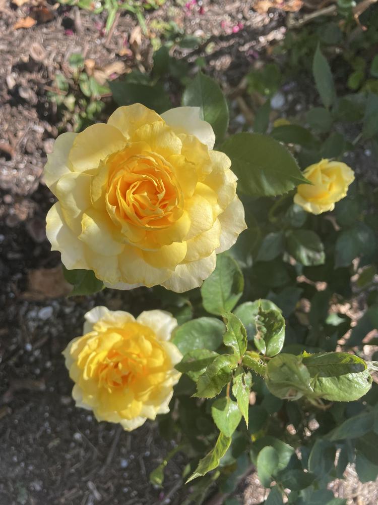 Photo of Rose (Rosa 'Gold Glow') uploaded by ewdbills
