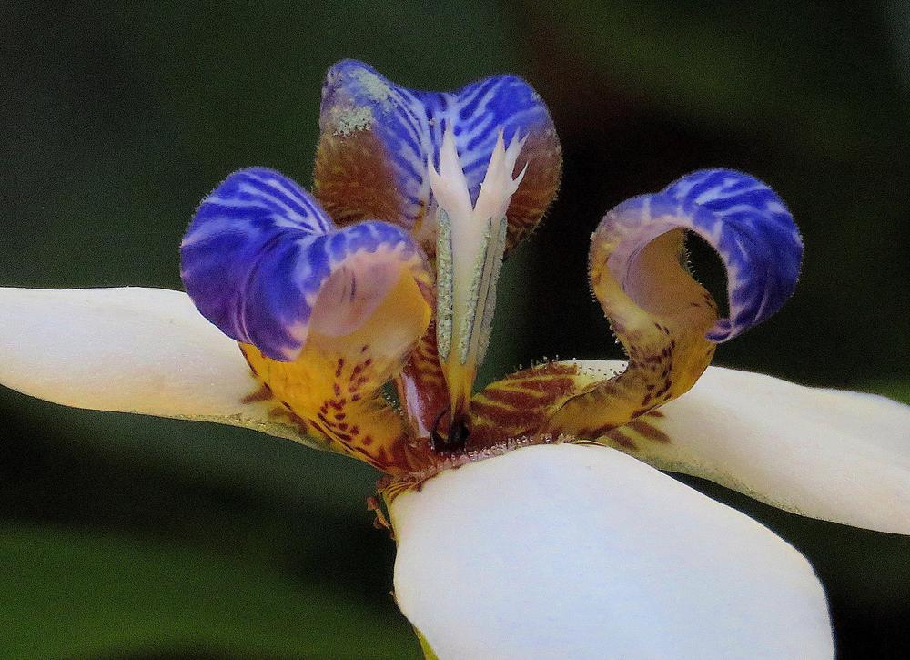Photo of Walking Iris (Trimezia gracilis) uploaded by plantladylin