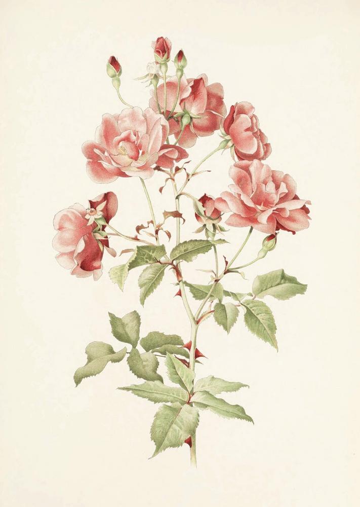 Photo of Rose (Rosa indica) uploaded by scvirginia
