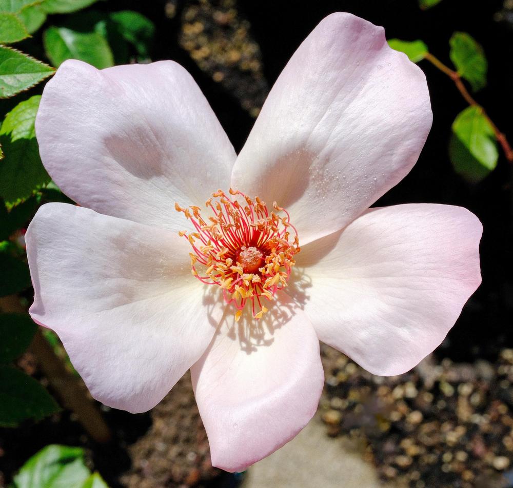 Photo of Rose (Rosa 'Dogwood') uploaded by AnnKNCalif