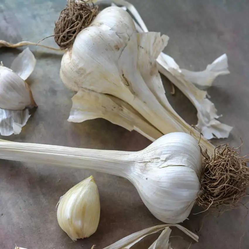 Photo of Elephant Garlic (Allium ampeloprasum) uploaded by Joy