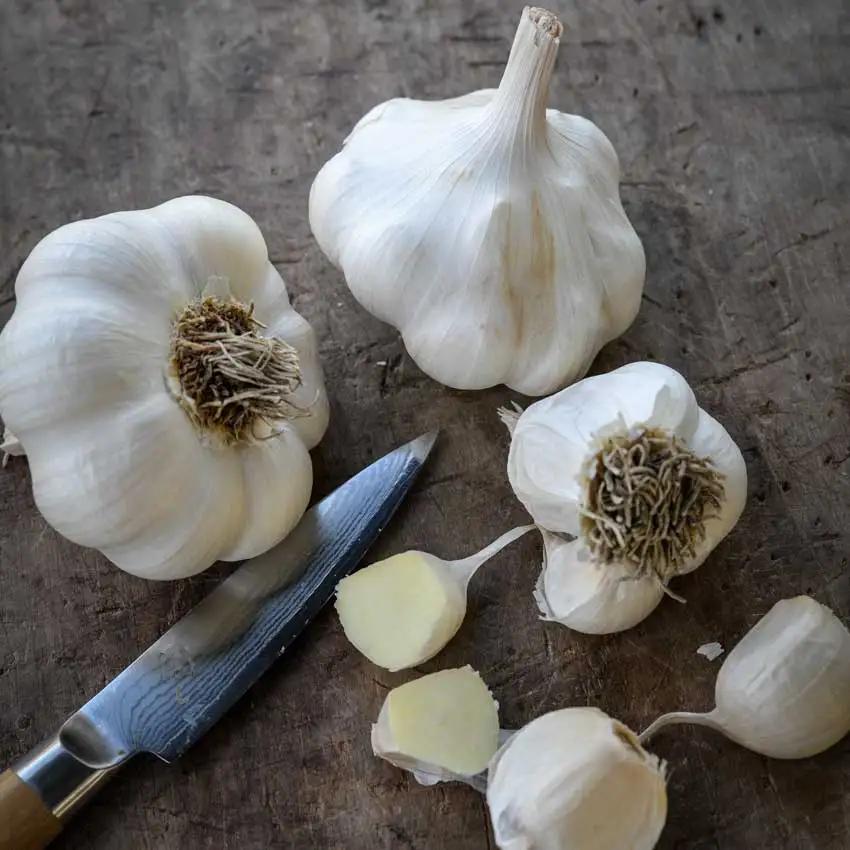 Photo of Softneck Garlic (Allium sativum 'Inchelium Red') uploaded by Joy