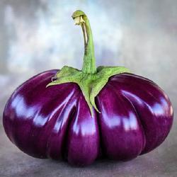 
Photo Courtesy of Baker Creek Heirloom Seeds. Used with permissio