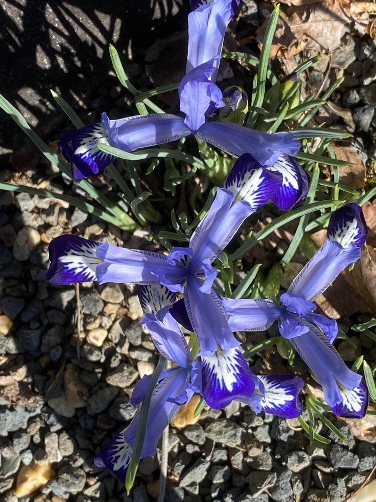 Photo of Reticulated Iris (Iris reticulata 'Spring Time') uploaded by SL_gardener