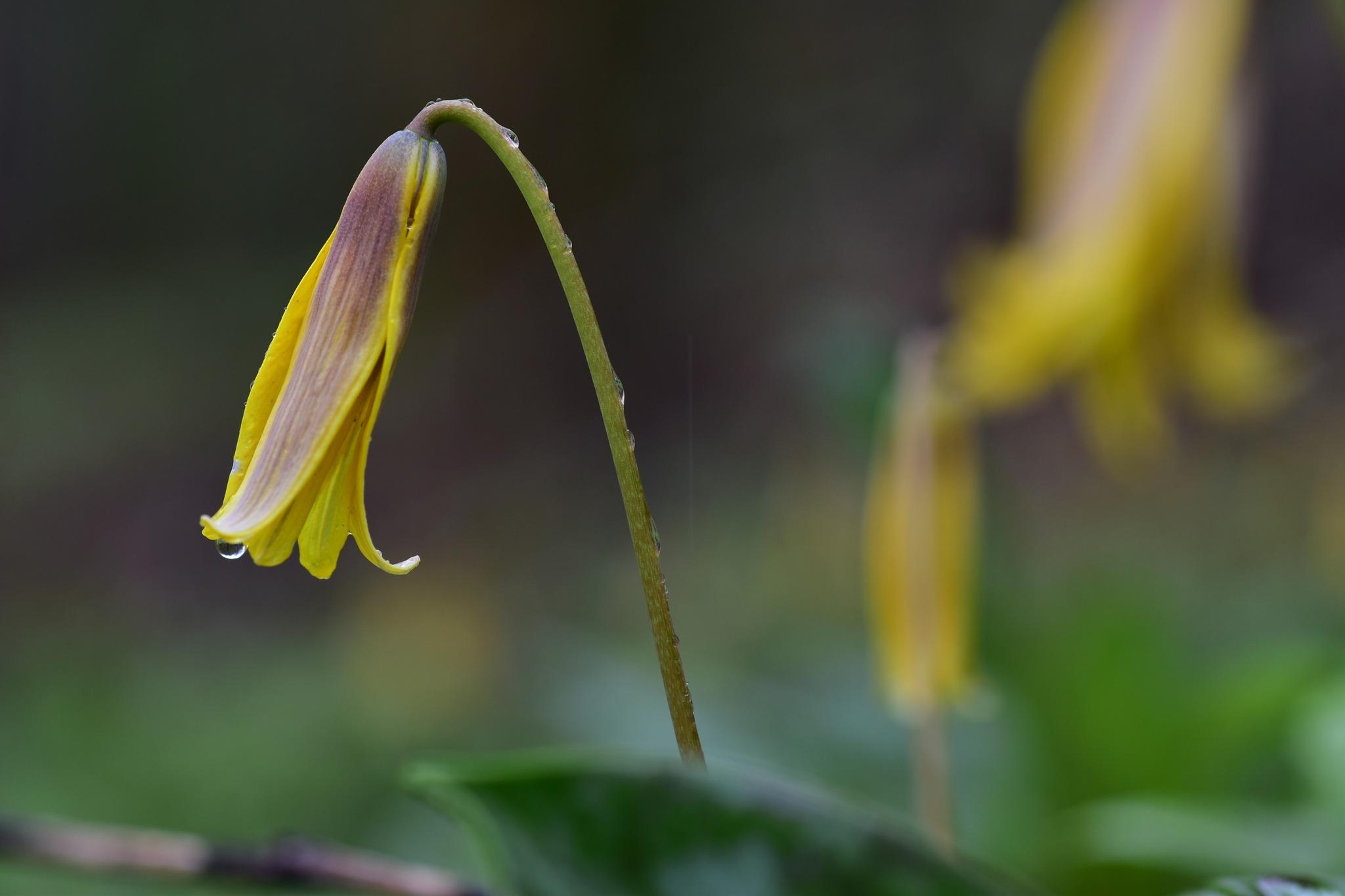 Photo of Yellow Trout Lily (Erythronium rostratum) uploaded by robertduval14