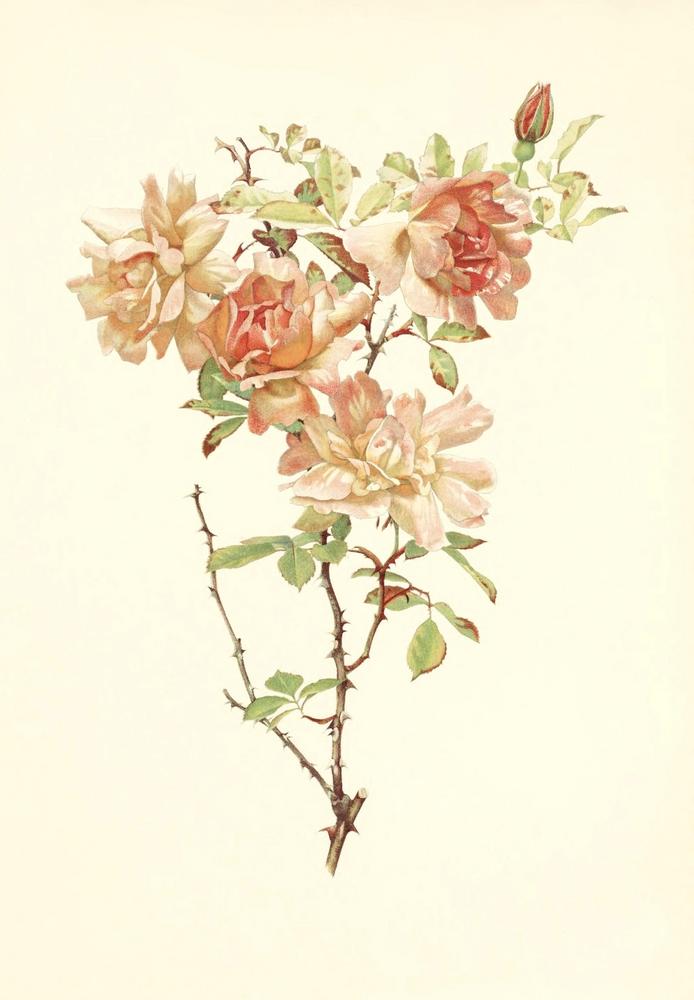 Photo of Rose (Rosa 'Fortune's Double Yellow') uploaded by scvirginia