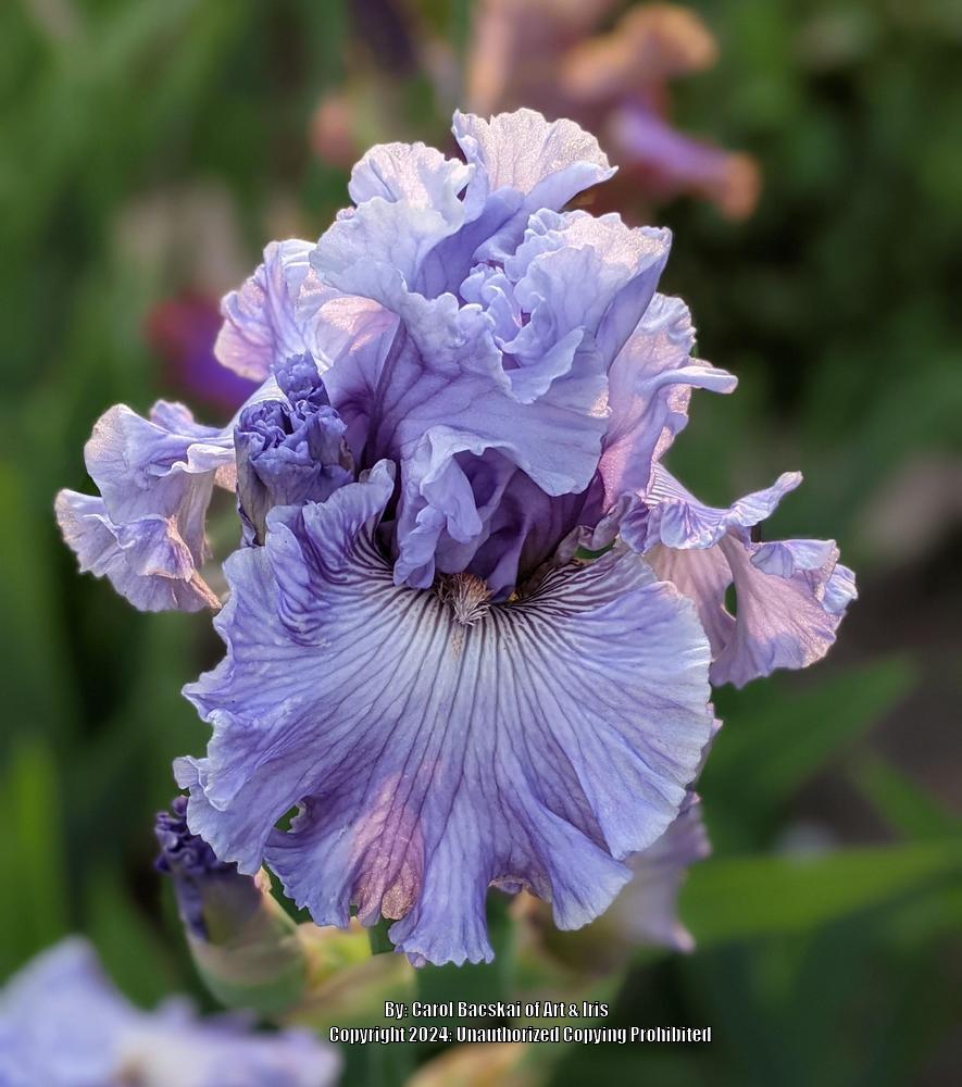 Photo of Tall Bearded Iris (Iris 'Ocean Liner') uploaded by Artsee1