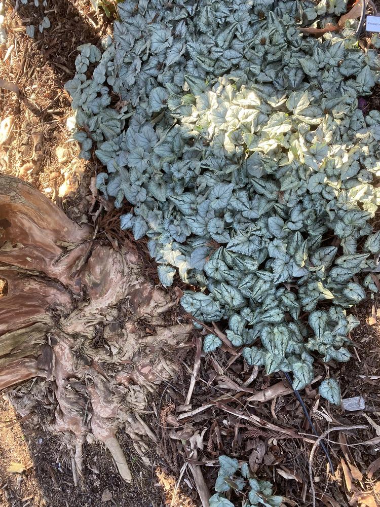 Photo of Hardy Cyclamen (Cyclamen hederifolium) uploaded by SL_gardener