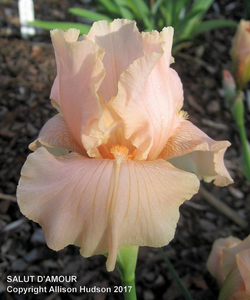 Photo of Tall Bearded Iris (Iris 'Salute d'Amour') uploaded by allisonhudso