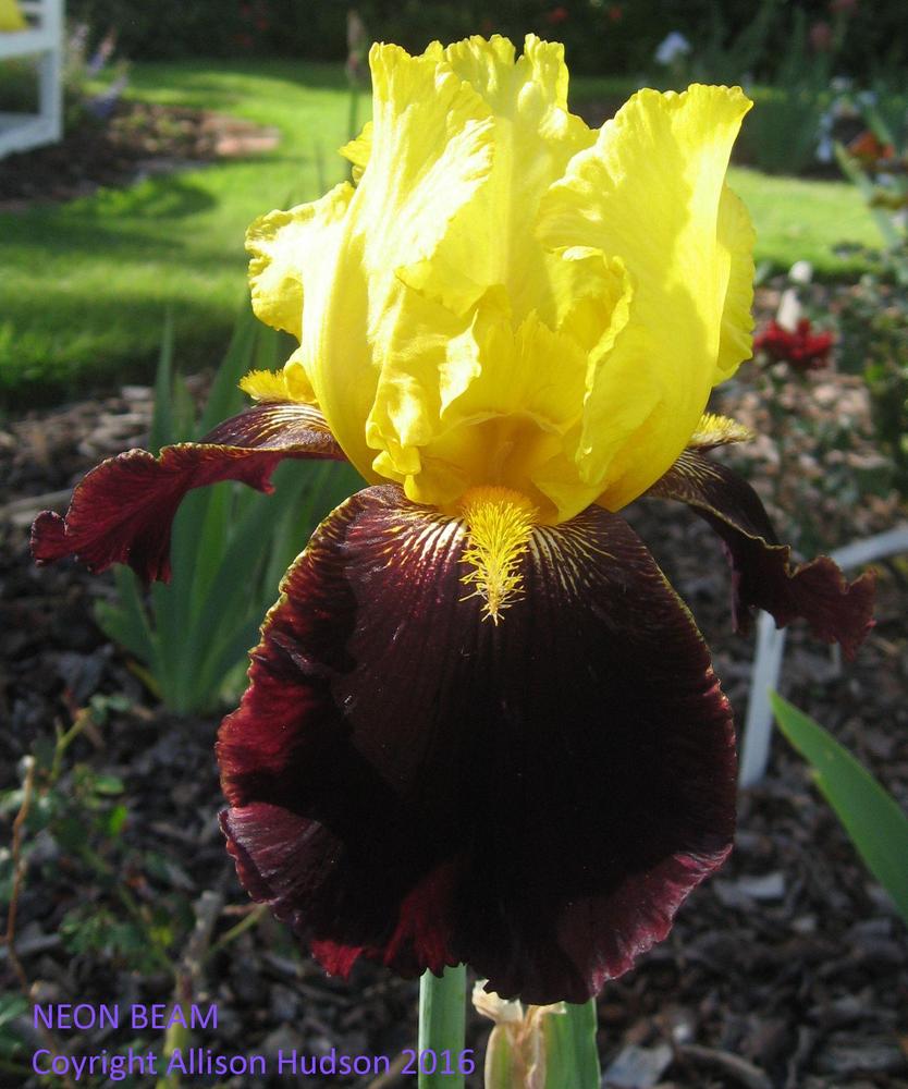 Photo of Tall Bearded Iris (Iris 'Neon Beam') uploaded by allisonhudso