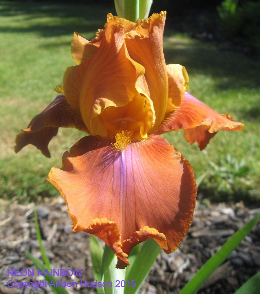 Photo of Tall Bearded Iris (Iris 'Neon Rainbow') uploaded by allisonhudso
