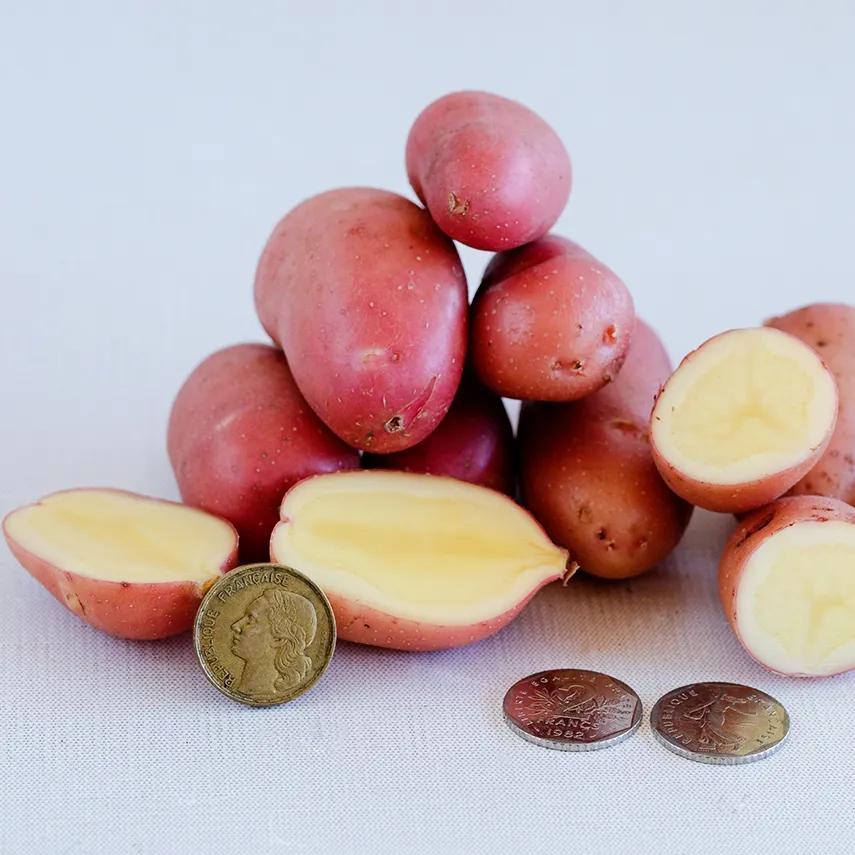 Photo of Fingerling Potato (Solanum tuberosum 'French Fingerling') uploaded by Joy