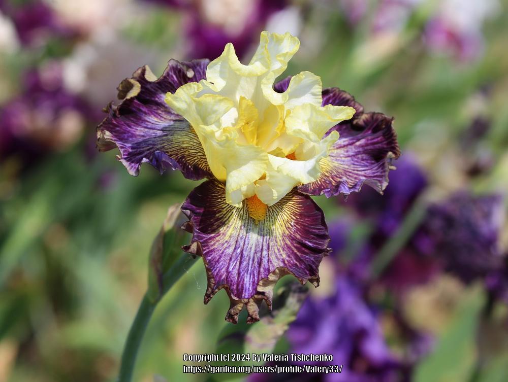 Photo of Tall Bearded Iris (Iris 'Cosmic Melody') uploaded by Valery33