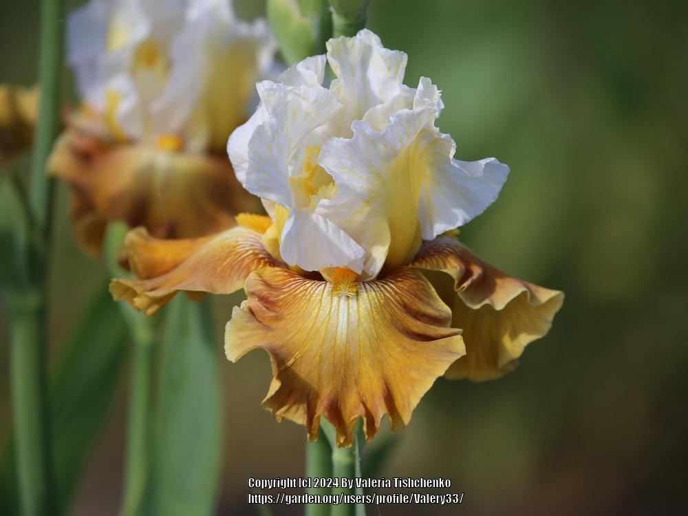 Photo of Tall Bearded Iris (Iris 'Genealogy') uploaded by Valery33