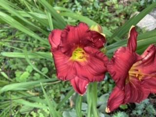 Photo of Daylily (Hemerocallis 'Once Again Rudolph's Nose') uploaded by christenharr