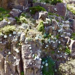 Location: La Misión, Baja California
Date: 2024-03-29
Drone shot on cliffs, with Bergerocactus