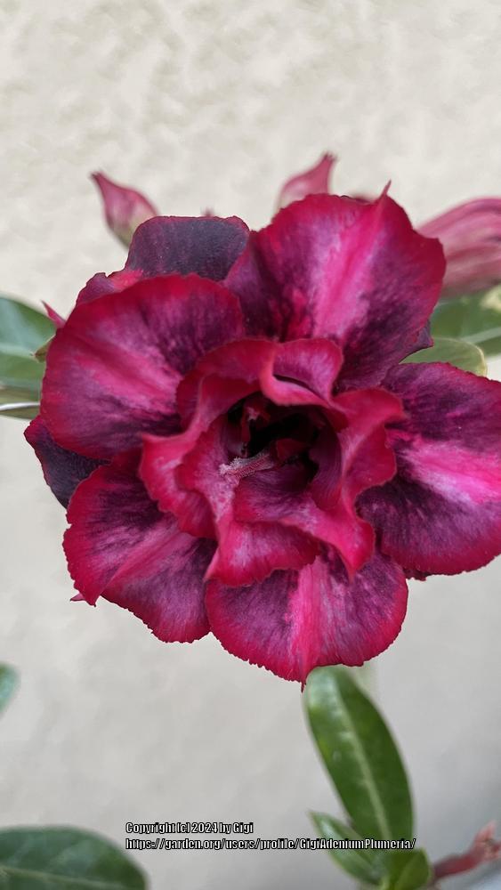 Photo of Desert Rose (Adenium 'Irene') uploaded by GigiAdeniumPlumeria