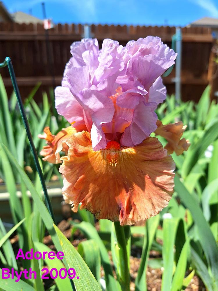 Photo of Tall Bearded Iris (Iris 'Adoree') uploaded by javaMom