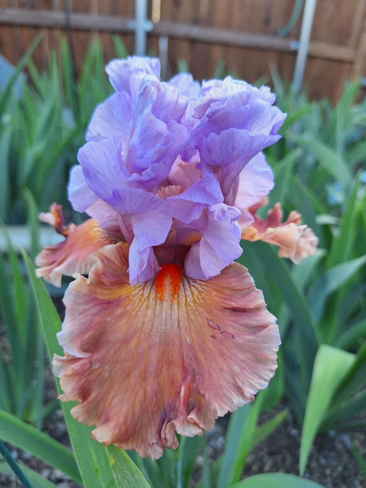 Photo of Tall Bearded Iris (Iris 'Adoree') uploaded by javaMom