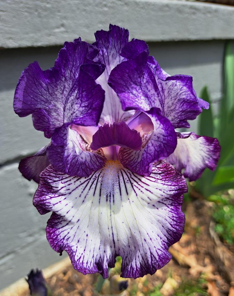 Photo of Tall Bearded Iris (Iris 'Double Shot') uploaded by BlueRidgeGardener23