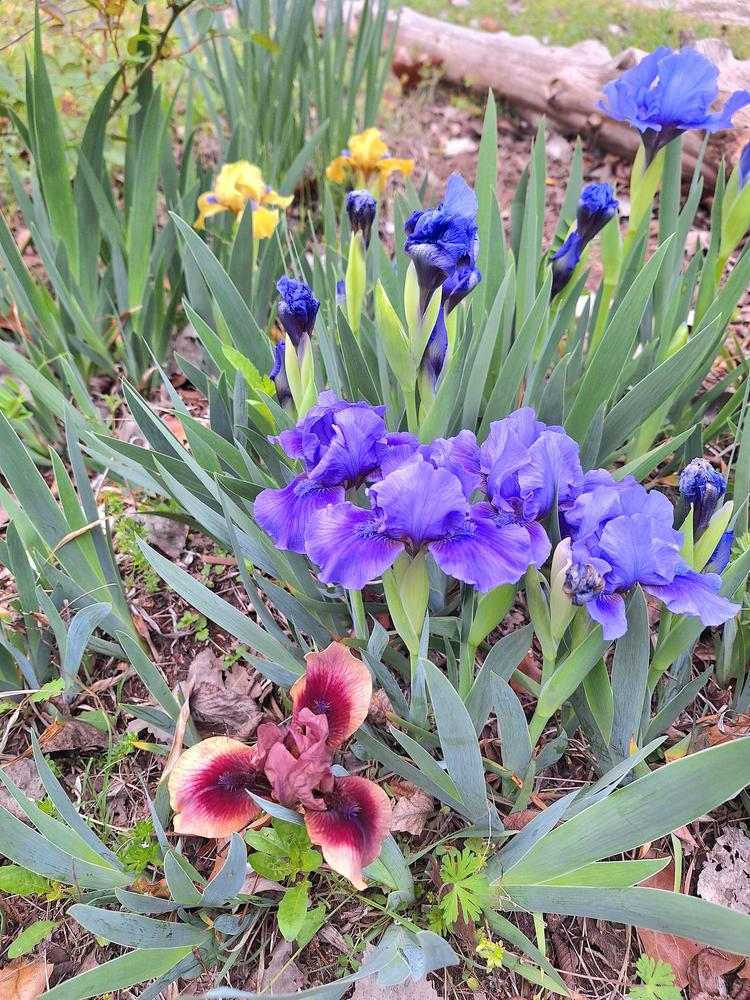 Photo of Standard Dwarf Bearded Iris (Iris 'Nassau Blue') uploaded by FAIRYROSE
