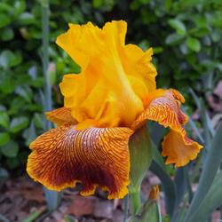 Location: Nocona,Texas zn.7 My gardens
Date: 2024-03-31
My 1st to bloom 2024! Striking colors