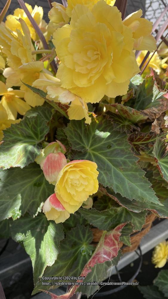 Photo of Begonias (Begonia) uploaded by GigiAdeniumPlumeria