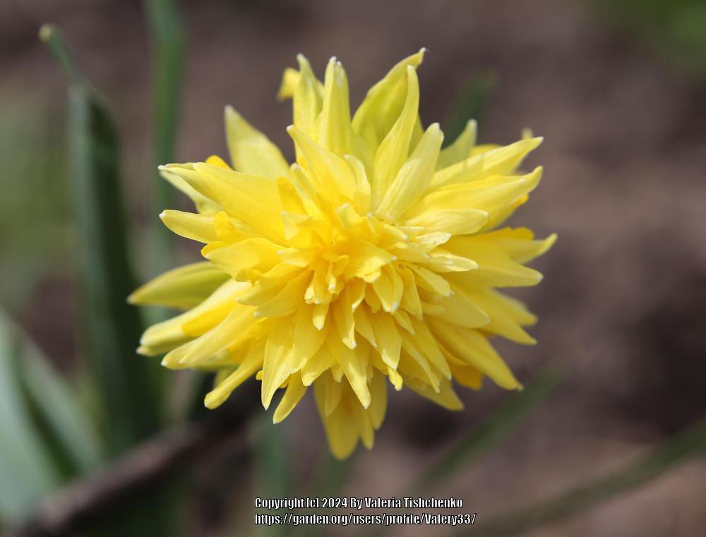 Photo of Double Daffodil (Narcissus 'Rip van Winkle') uploaded by Valery33