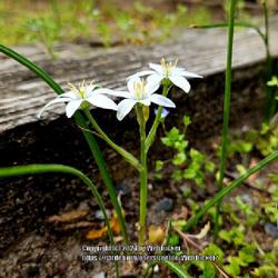 Location: Aberdeen, NC (my garden 2024)
Date: April 1, 2024
Spring star flower # 103; RAB p. 315, 41-34-1; LHB p. 248, 35-3-1
